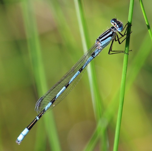 Male
2010_09_24_Wakulla_FL